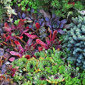 Молодило: невероятные возможности и секреты ухода за «живучкой»