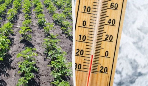Как спасти картофель от заморозков: проверенные методы восстановления