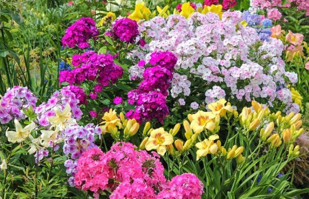 Низкорослые цветы для переднего плана клумбы: идеальные компаньоны для вашего сада