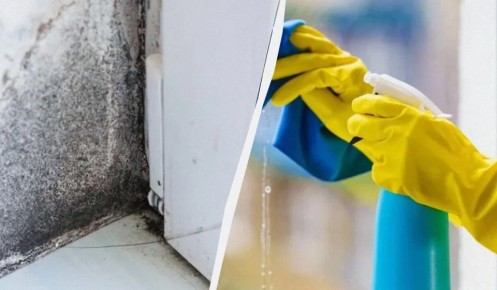 Как избавиться от черной плесени на стенах: ирландские советы