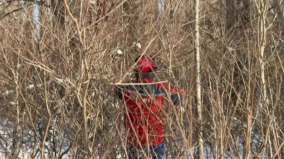 Зачастую работу энергетиков осложняют не только неблагоприятные погодные условия, но и густая растительность