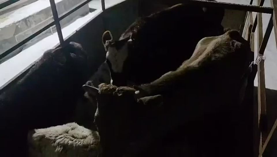 Проблема бесконтрольного выпаса животных в городской черте на особом контроле муниципальных служб