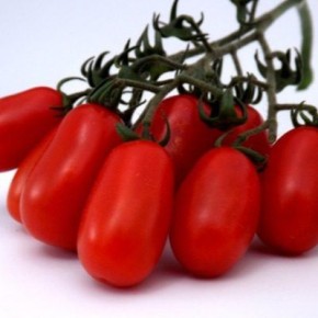 Томат Чефалу: как вырастить деликатес для зимних заготовок