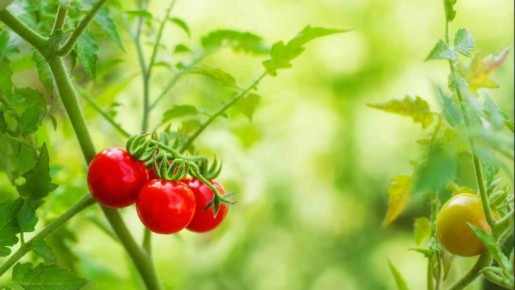 10 овощей, которые могут спасти ваш сезон: как избавиться от капризных сортов томатов