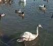 В Дагестане спасли истощенного лебедя