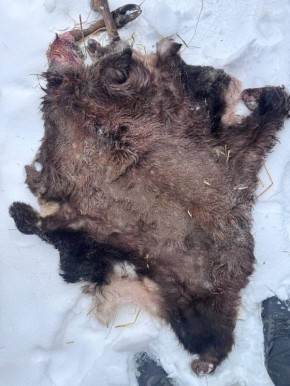 Печальные новости из мира природы: