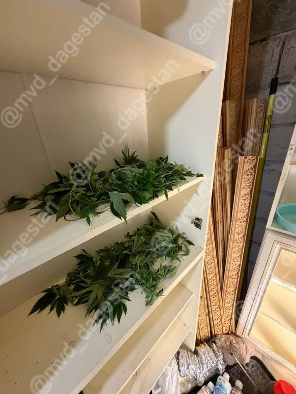 Двое жителей Махачкалы выращивали в доме марихуану и распространяли её и другие запрещенные вещества среди своих знакомых Двое жителей Махачкалы выращивали в доме марихуану и распространяли её и другие запрещенные вещества среди своих знакомых