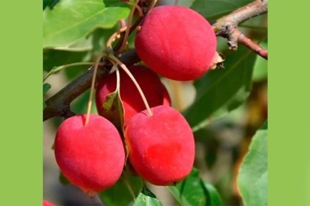 Яблоня Китайка Долго: секреты успешного выращивания и ухода