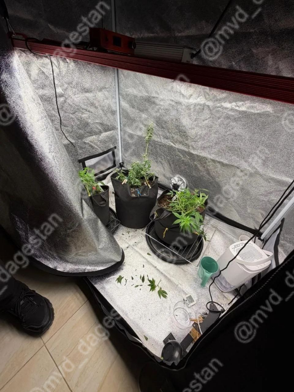 Двое жителей Махачкалы выращивали в доме марихуану и распространяли её и другие запрещенные вещества среди своих знакомых Двое жителей Махачкалы выращивали в доме марихуану и распространяли её и другие запрещенные вещества среди своих знакомых