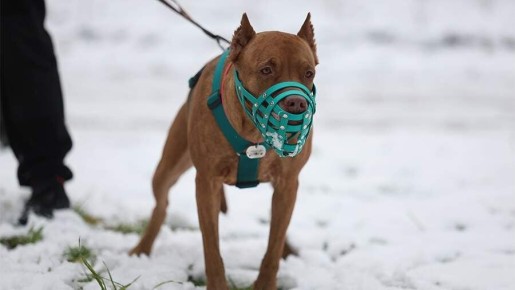 МВД получит новые полномочия для контроля за содержанием домашних животных