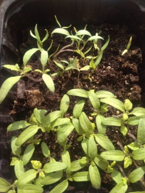 �������, ��� ��������� ��������� �� �������� ��������� ����� ���������