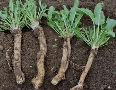 ��� �������� ������� ������ �� �������: �������, �� ��������� ������