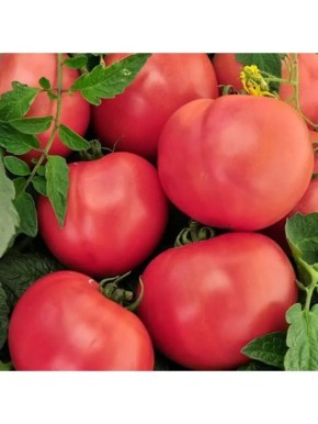 Томат Русский Царь: крупноплодный гибрид для теплицы и длительного плодоношения