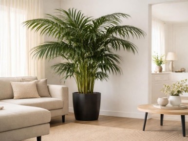 Домашние пальмы визуально тянут пространство вверх и создают спокойную элегантность