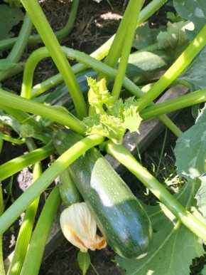 ��� ���� ��������� �������� �������� �������� ������������ �� ����������