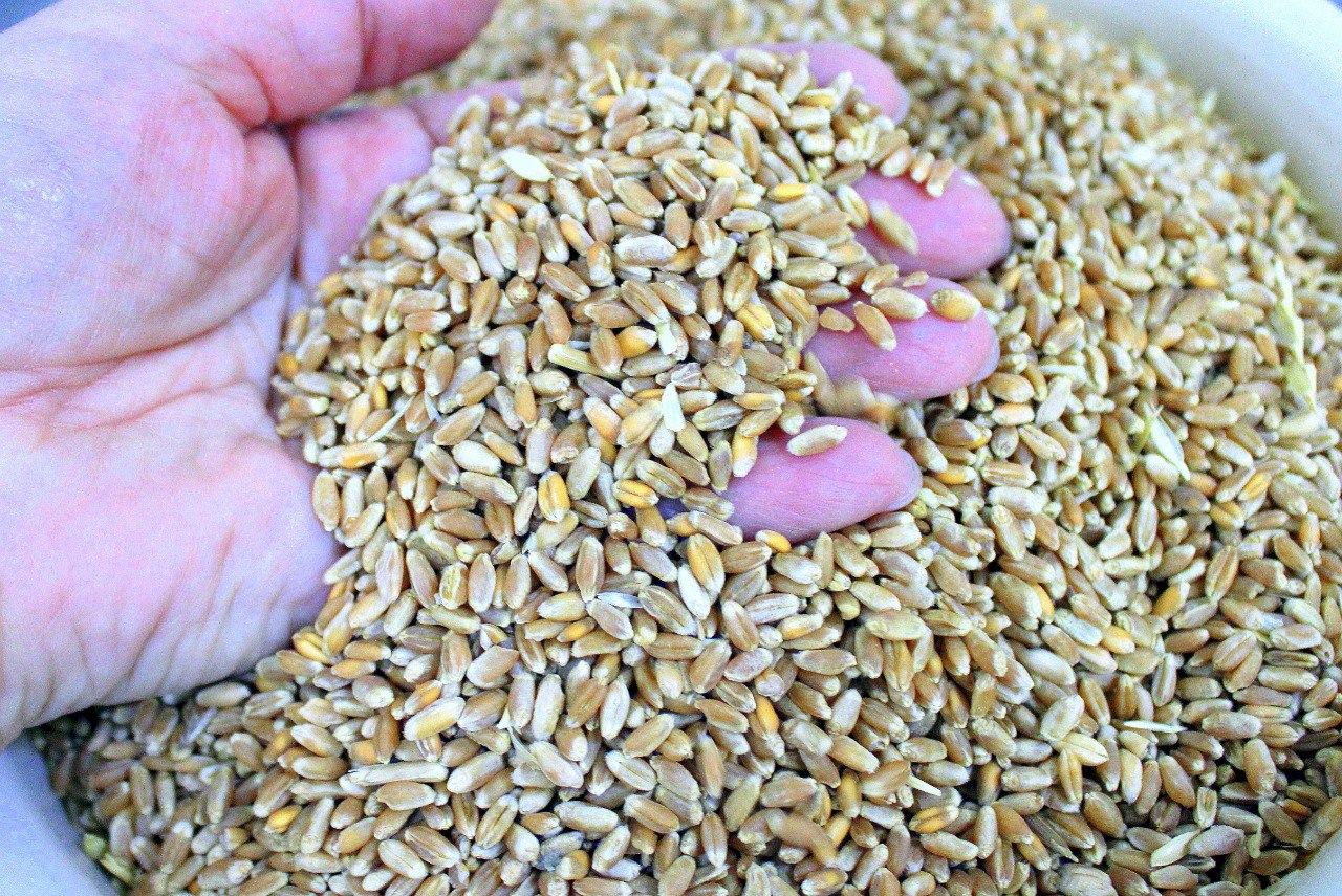 В Дагестане урожай зерновых может достичь 220 тысяч тонн в 2026 году