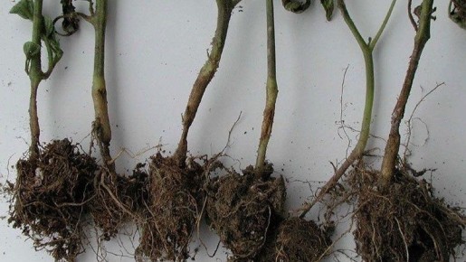 Как выбрать подходящую тару для рассады и избежать гниения корней