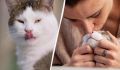 Почему кошка облизывает вас и что на самом деле это значит