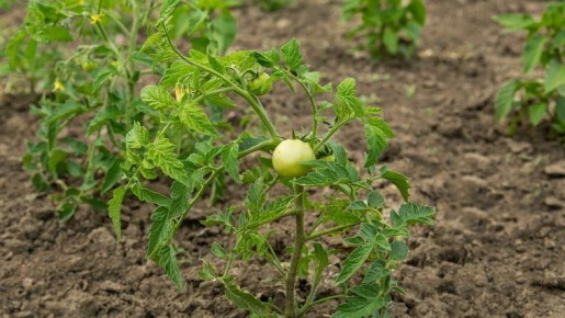 Карликовые томаты в двух стеблях: как увеличить урожай без лишних трат