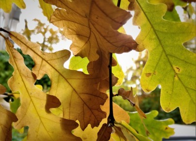 �������� �������� ��� ����� ����� ����: ������� ����������� � �����