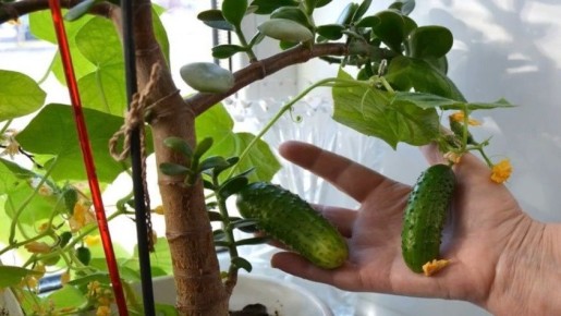 ��� � ��� ����� ������� �������� ���������� 2 �� ������� � ����� �����