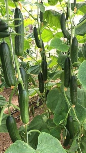 �� ��� �������� �������� ��� ������ ������� � ������ ����� �����