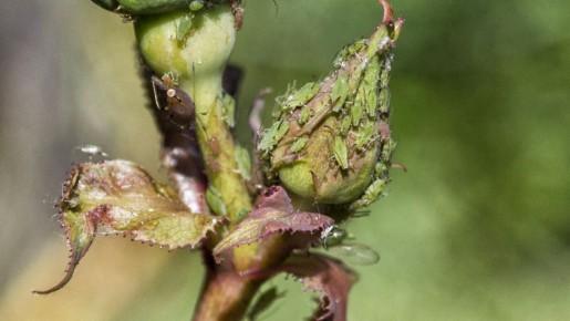 ����������� ������� ������ ��� �� ���