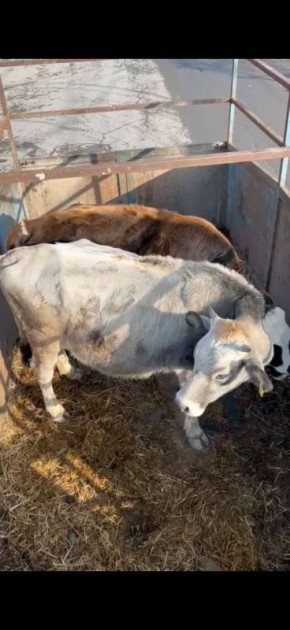 � ��������� �� ��������� ����������� �������� 5 ������������ �����