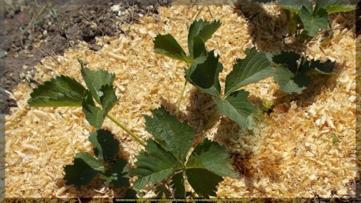 Как подготовить клубнику к зиме: осенние секреты обработки