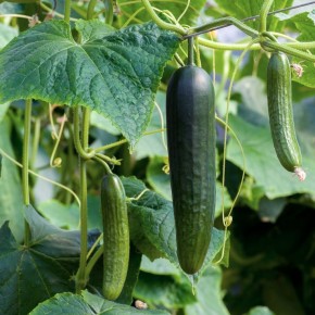 Как выбрать лучшие сорта огурцов для непредсказуемого лета