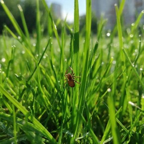 В Дагестане впервые выявили клеща-переносчика конго-крымской геморрагической лихорадки