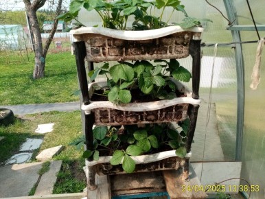 Крупноплодная земляника радует ранними бутонами в апреле