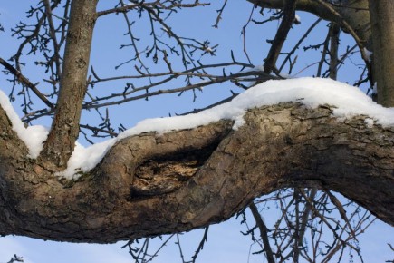 Как предотвратить опасные дупла на плодовых деревьях