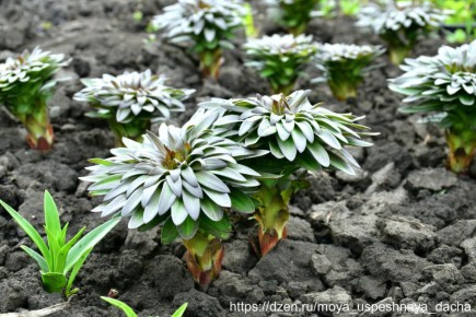 Как правильно подкормить лилии: секреты обильного цветения