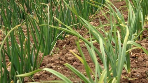 ������� ������ ��������������� ����: ��������� ��������� � ��������������� ��������