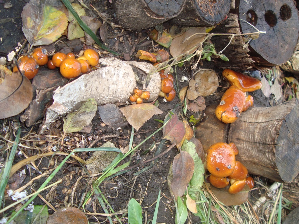 Когда грибы собирают травяные дружественные собрания