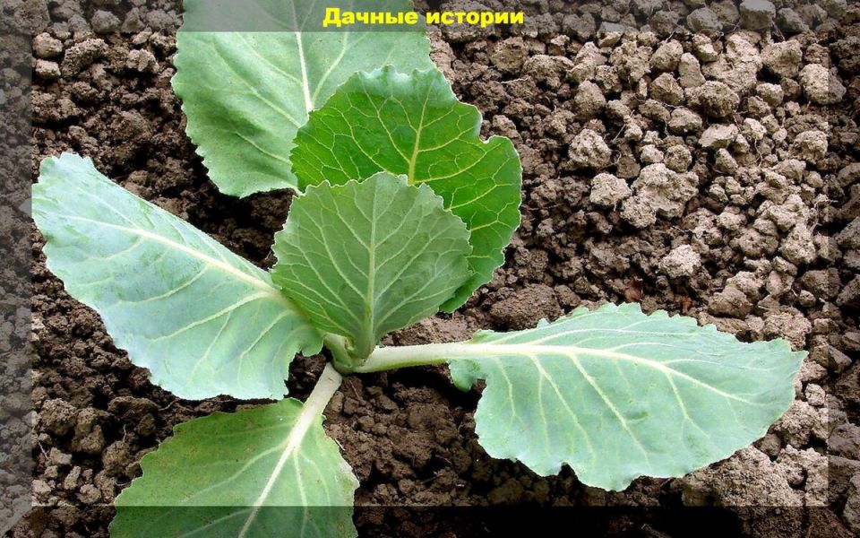 Эффективные методы защиты капусты от грибков и важные подкормки