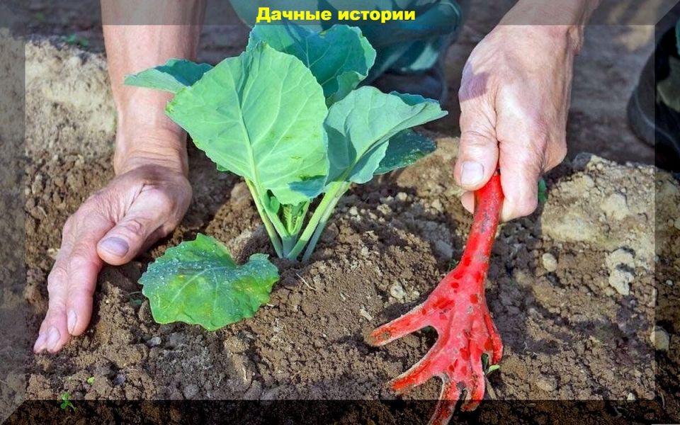 Все, что нужно знать о посадке рассады капусты в открытый грунт