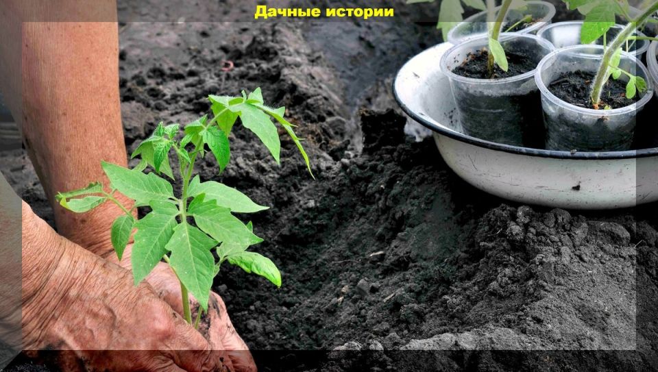 Ошибки, которые могут стоить урожая: как правильно высаживать рассаду в грунт