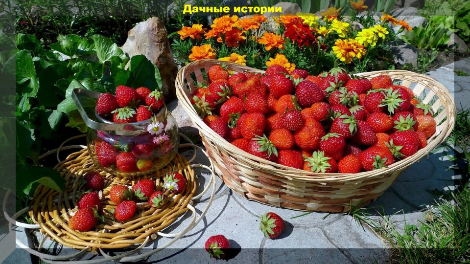 Клубника: вопросы и ответы для садоводов-новичков