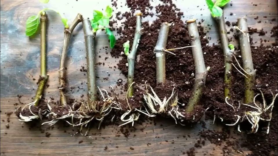 Секреты успешного черенкования: как создать собственный зеленый рай