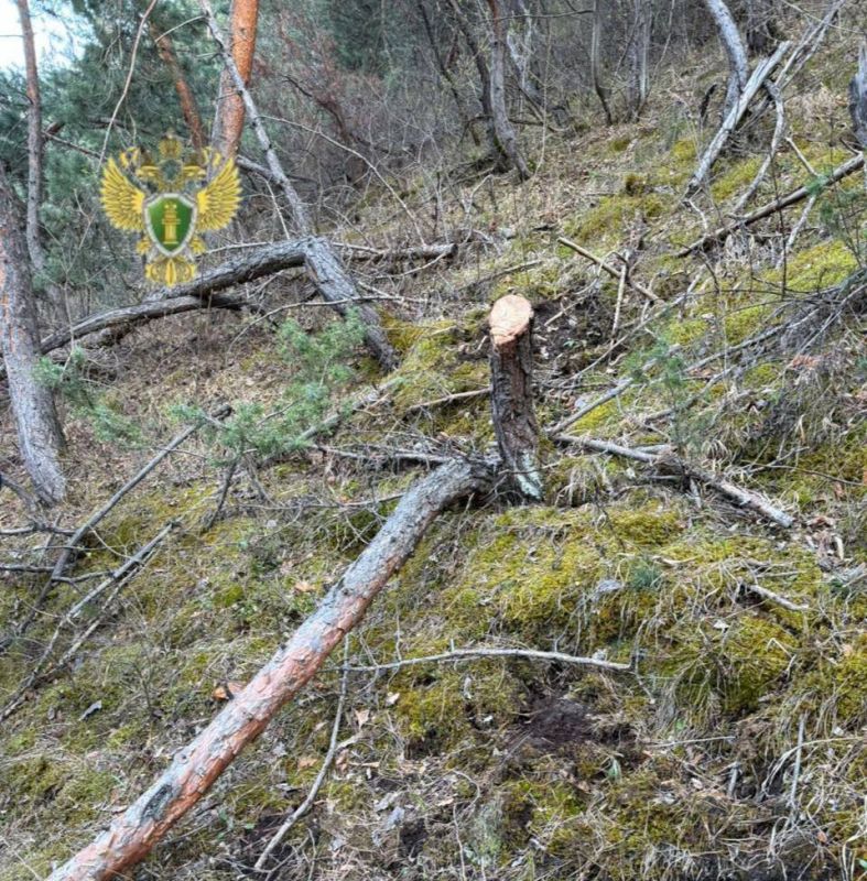 Житель Гумбетовского района осужден за незаконную рубку лесных насаждений