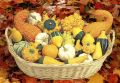 Тыквенное разнообразие: пять необычных сортов, которые стоит попробовать этой осенью