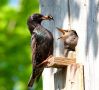 Майские жуки: угроза для вашего урожая
