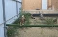В Дагестане спасли двух краснокнижных степных орлов