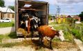Дагестанским аграриям доставили высокопродуктивных коров для восстановления хозяйств