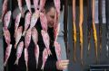 Продукцию ведущих рыбодобытчиков и переработчиков Дагестана представят на трехдневной ярмарке, которая откроется 10 июля в Махачкале
