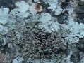 Воскресный выпуск нашей рубрики #КраснаяКнигаДагестана