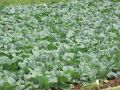 Как не упустить шанс на отличный урожай капусты: секреты успешной посадки