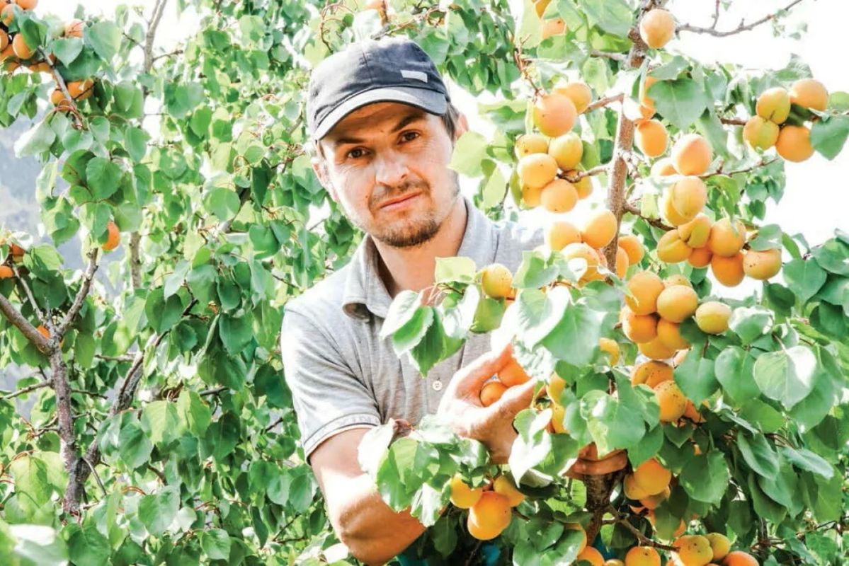 ДП / Газета. . Над горными аулами, где небо касается крыш, сейчас разлито золото